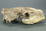 Partial Oreodont (Merycoidodon) Upper Skull - Nebraska #269860-1
